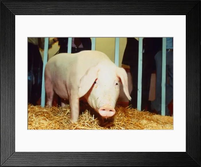 Framed Print : pig big ears long ears animal pigs animals sad Framed Print : pig big ears long ears animal pigs animals sad