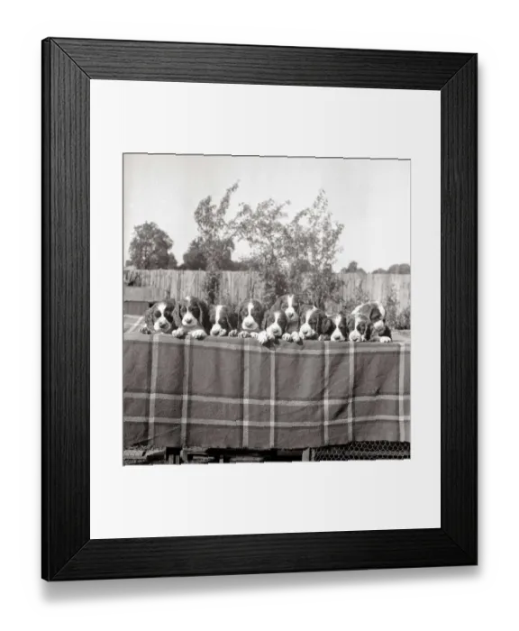 Framed Print : A line of springer spaniel puppies on a table circa 1950s dog dogs animals pet