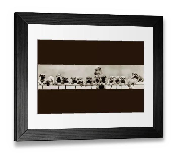 Framed Print : Litter of dogs - many puppies with one parent Framed Print : Litter of dogs - many puppies with one parent