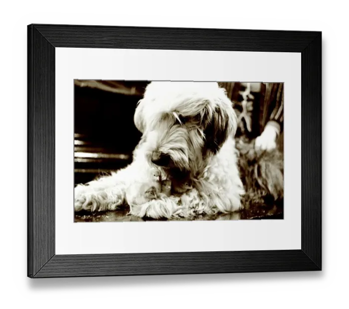 Framed Print : Sheepdog with chicks Dogs dog baby babies chick bird birds Animal friendship Framed Print : Sheepdog with chicks Dogs dog baby babies chick bird birds Animal friendship