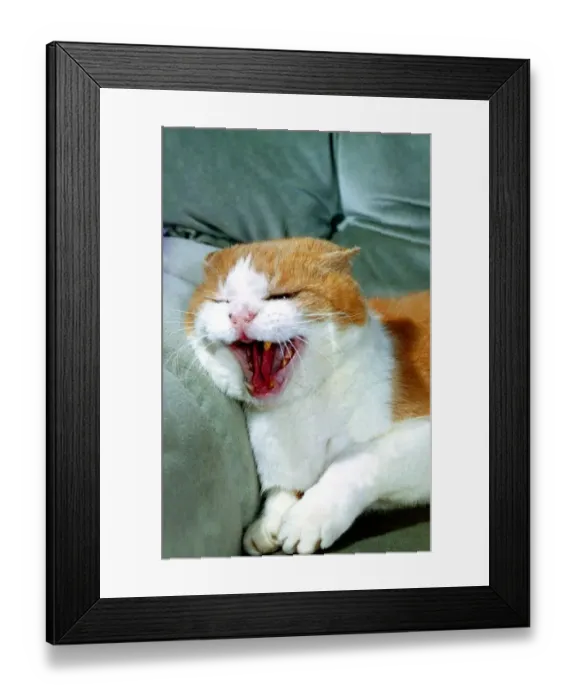 Framed Print : Menacing Cat on a sofa. Cats Animals Yawning MIRDs 9A 1544 / 5 Framed Print : Menacing Cat on a sofa. Cats Animals Yawning MIRDs 9A 1544 / 5