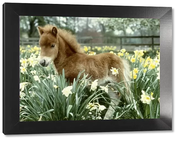 A Falabella miniature foal at Kilverstone Wildlife Park May 1983 animal