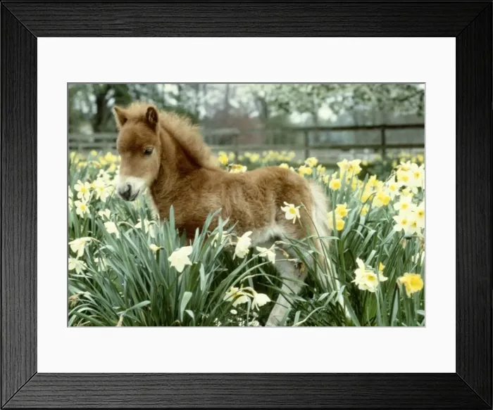 Framed Print : A Falabella miniature foal at Kilverstone Wildlife Park May 1983 animal Framed Print : A Falabella miniature foal at Kilverstone Wildlife Park May 1983 animal