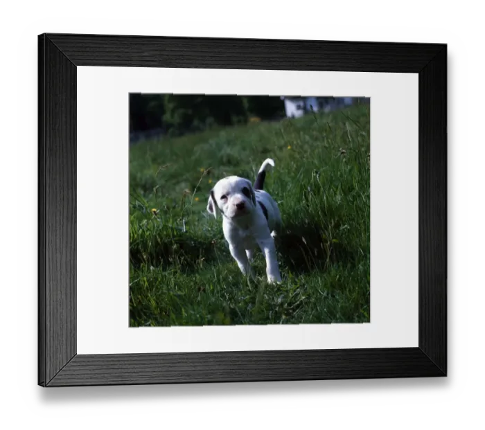 Framed Print : Dogs Foxhound puppy at Bridge Hunt Kennels 1971 animal animals dog sogs