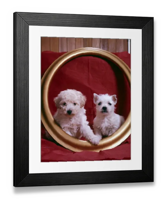 Framed Print : Dogs West Highland and poodle puppies animal animals dog cute dogs Framed Print : Dogs West Highland and poodle puppies animal animals dog cute dogs