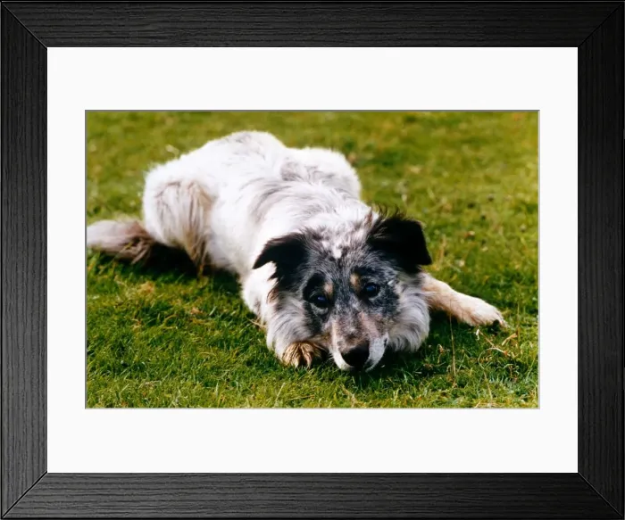 Framed Print : Blind Sheepdog Chaz from the Deaf and Blind Animals Feature 21  /  11  /  1995