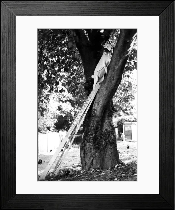 Framed Print : You can t keep a good goat down... especially when there are succulent chestnut Framed Print : You can t keep a good goat down... especially when there are succulent chestnut