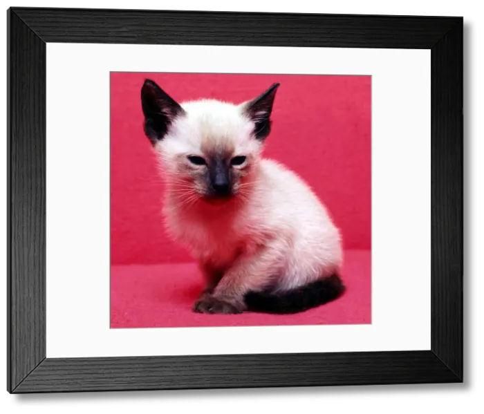 Framed Print : A Seal point kitten February 1989 animal animals cute young cats cat Framed Print : A Seal point kitten February 1989 animal animals cute young cats cat