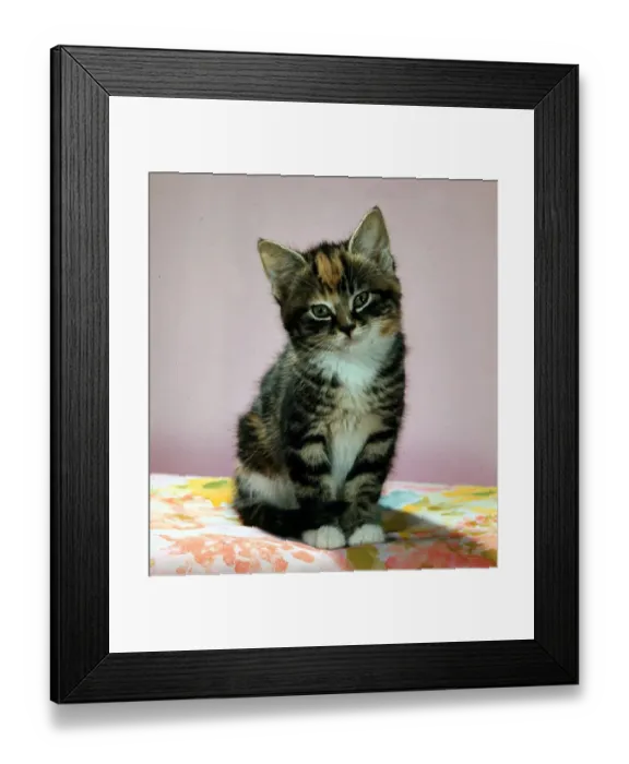 Framed Print : Cute fluffy kitten february 1971 animal animals cat cats kittens