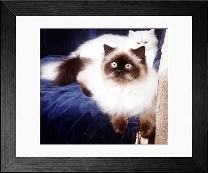 Framed Print : A Siamese colour point blue cat February 1989 animal animals cat cats Framed Print : A Siamese colour point blue cat February 1989 animal animals cat cats
