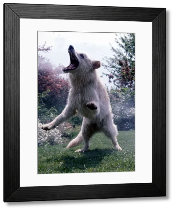 Framed Print : German Sheepdog Solo is sprayed with water by a garden hosepipe September 1968
