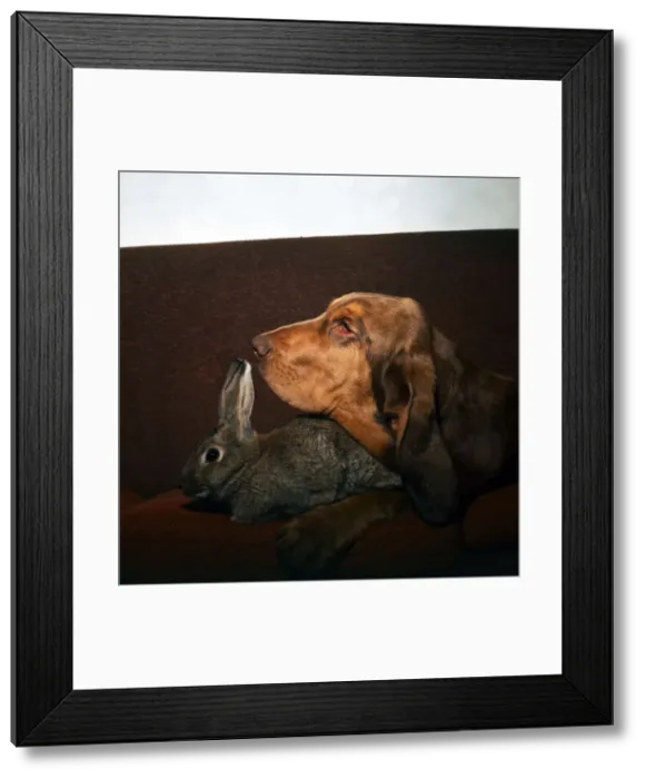 Framed Print : A Rabbit and Bloodhound dog together on the sofa August 1973 animal animals Framed Print : A Rabbit and Bloodhound dog together on the sofa August 1973 animal animals
