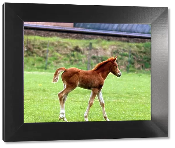 A young pony foal in the fields 1968 pony foal horse horses full body