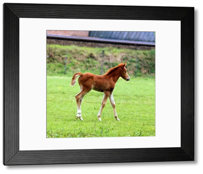 Framed Print : A young pony foal in the fields 1968 pony foal horse horses full body Framed Print : A young pony foal in the fields 1968 pony foal horse horses full body