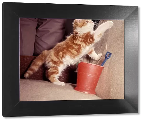 Felix the kitten owned by Mr John Holmes playing with string attached to a bucket