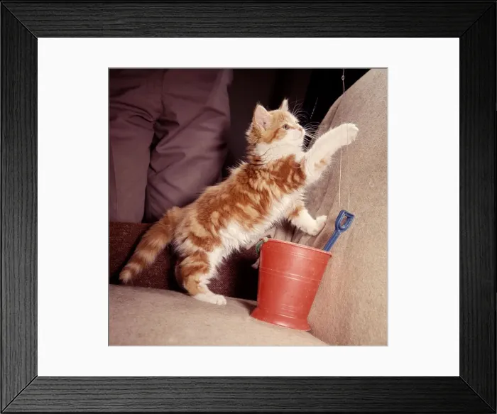 Framed Print : Felix the kitten owned by Mr John Holmes playing with string attached to a bucket Framed Print : Felix the kitten owned by Mr John Holmes playing with string attached to a bucket