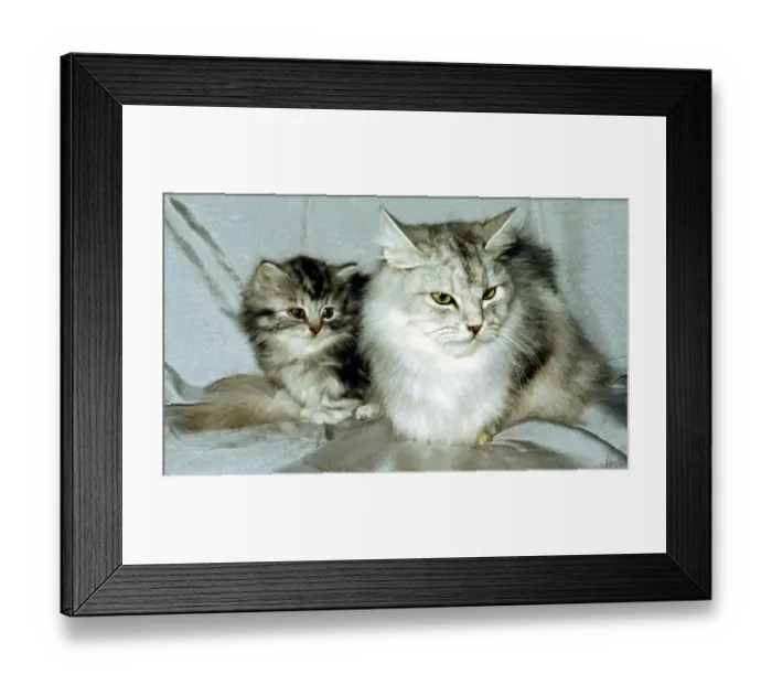 Framed Print : A silver spotted tabby cat with a young kitten February 1989 animal animals cute Framed Print : A silver spotted tabby cat with a young kitten February 1989 animal animals cute
