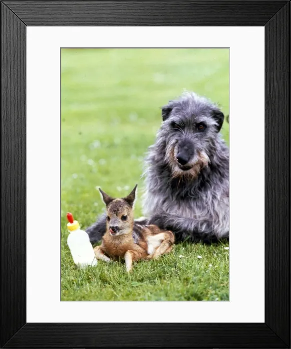 Framed Print : Shona the deerhound with Roro the Roe Deer - July 1989 Animals Dogs Dog Framed Print : Shona the deerhound with Roro the Roe Deer - July 1989 Animals Dogs Dog