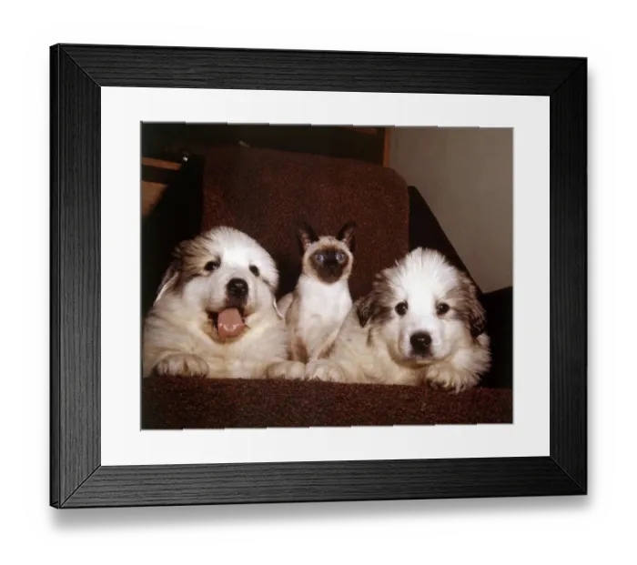 Framed Print : Two Pyrenean Mountain Dog puppies with Weedey the Siamese cat March 1965 Framed Print : Two Pyrenean Mountain Dog puppies with Weedey the Siamese cat March 1965