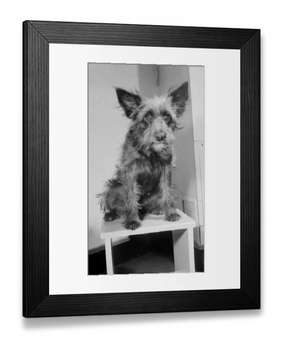 Framed Print : Judy a one year old mongrel went to Andre Bernards hairdressing salon in Liverpool