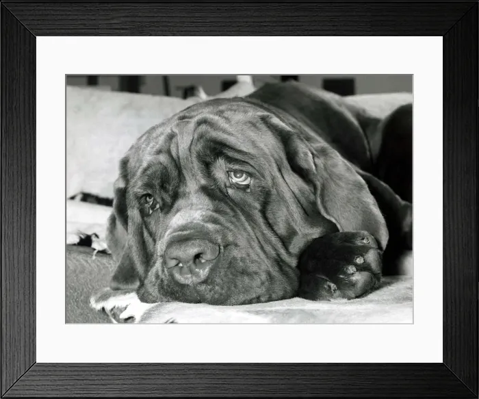 Framed Print : Neopolitan mastiff dog Edward G robinson at his owners home in Bushey Hertfordshire