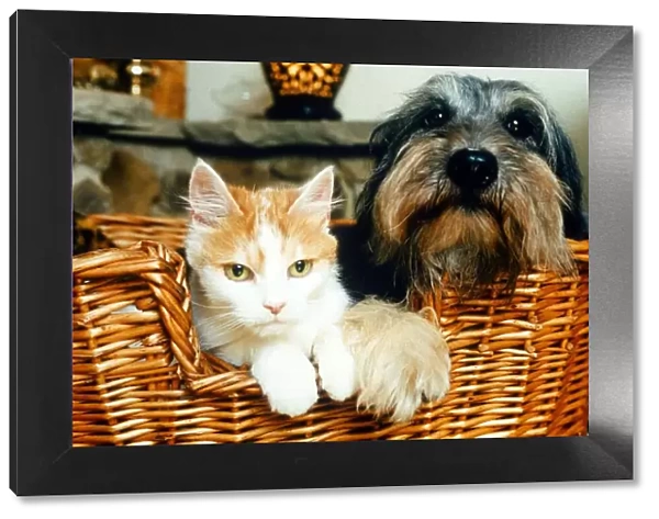 Animals Dogs Celebrity pets feature. Poppy the Dog and Sophie the Cat in a basket