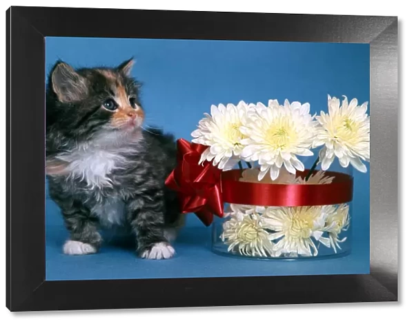 A kitten with bowl of flowers and red ribbon with bow, 1964