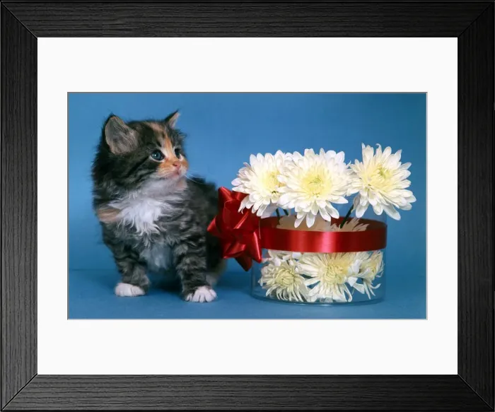 Framed Print : A kitten with bowl of flowers and red ribbon with bow, 1964 Framed Print : A kitten with bowl of flowers and red ribbon with bow, 1964