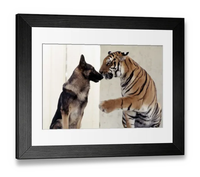 Framed Print : Bengal tiger Ravi with his friend Duke the Alsatian dog july 1977 animals animal Framed Print : Bengal tiger Ravi with his friend Duke the Alsatian dog july 1977 animals animal