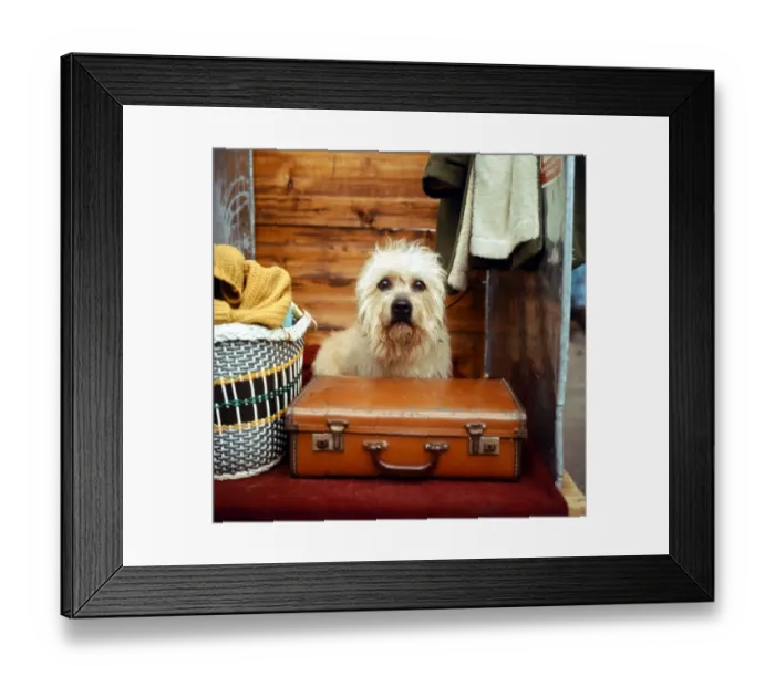 Framed Print : A terrier puppy next to a uitcase animals animal dog dogs cute Framed Print : A terrier puppy next to a uitcase animals animal dog dogs cute