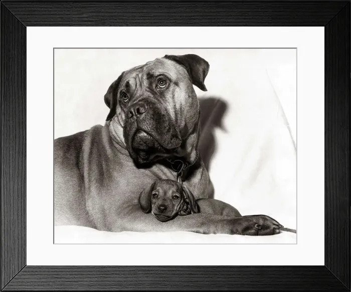 Framed Print : Renee the bull mastiff holds her six week old smooth-haired dachshund puppy at their home