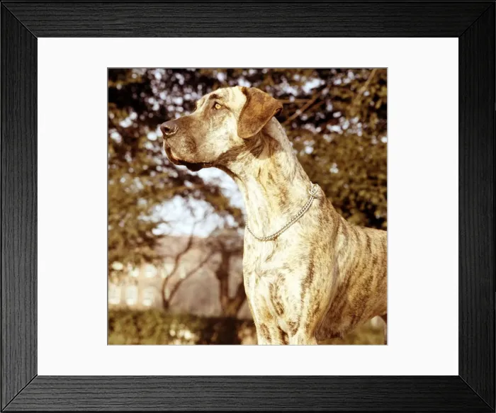 Framed Print : Tamir the Brindle Great Dane dog January 1967 animal animals cute pet pets Framed Print : Tamir the Brindle Great Dane dog January 1967 animal animals cute pet pets