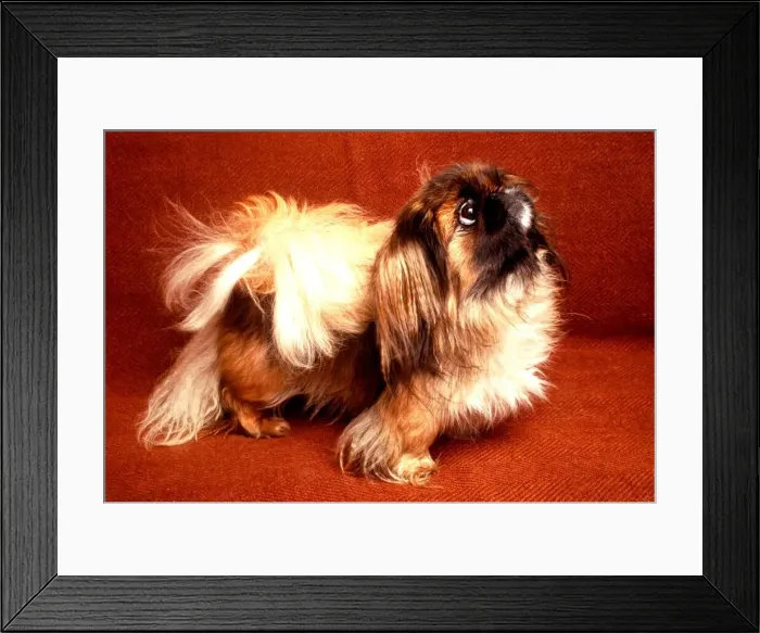 Framed Print : Pekinese Dog from the 101 Brainiest Dogs Competition. Cute animals ORBPOI  /  18