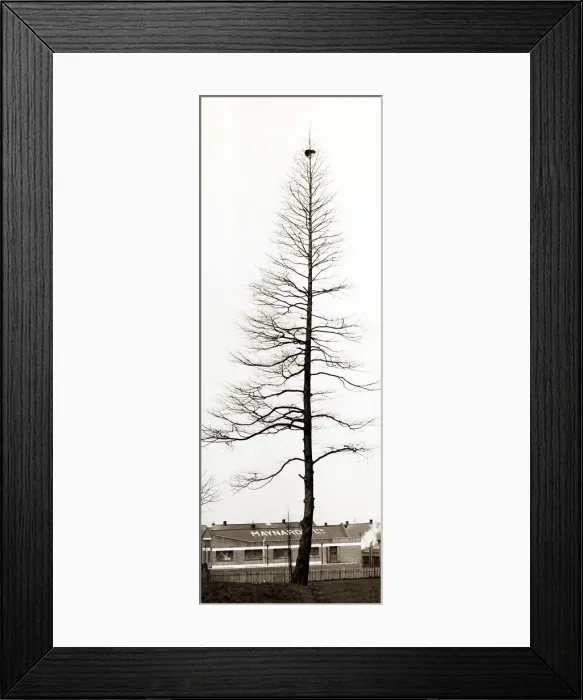 Framed Print : Cat stuck at the top of a Tree - March 1974