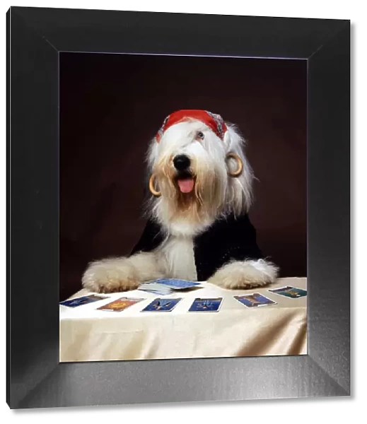Duke the Dulux Paint Dog Gypsy reading Tarot Cards Wearing Bandana