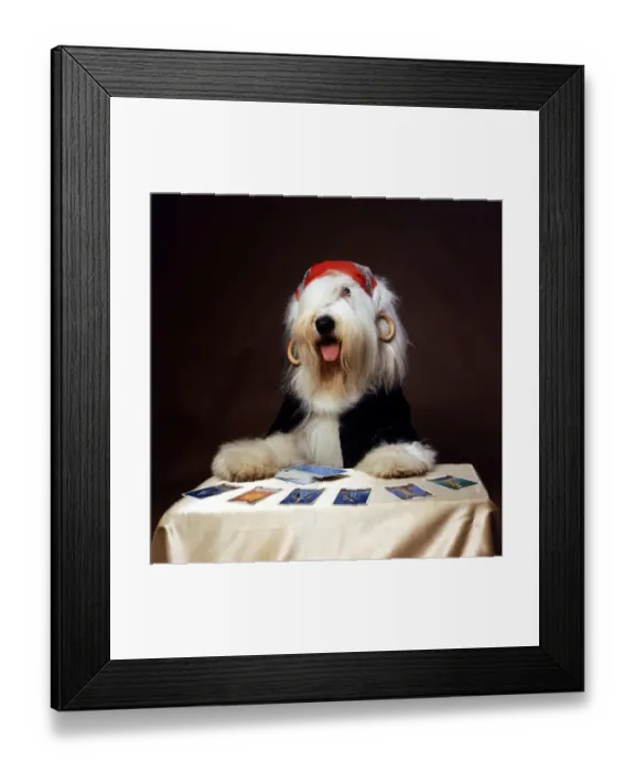 Framed Print : Duke the Dulux Paint Dog Gypsy reading Tarot Cards Wearing Bandana Framed Print : Duke the Dulux Paint Dog Gypsy reading Tarot Cards Wearing Bandana