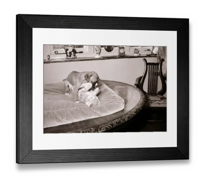 Framed Print : Boxer pup wrestling ginger tabby kitten Cats dog dogs puppy puppies kittens