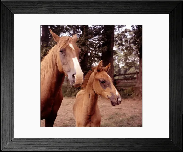 Framed Print : Country Scenes - Horses Pony Animals Trees Woods Landscape - The Cotswolds Framed Print : Country Scenes - Horses Pony Animals Trees Woods Landscape - The Cotswolds