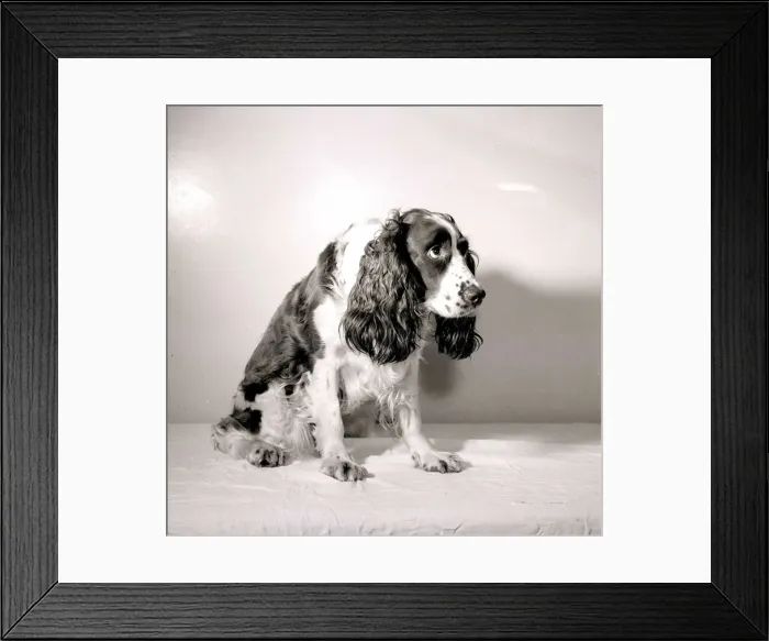 Framed Print : Sad looking dog, 1956