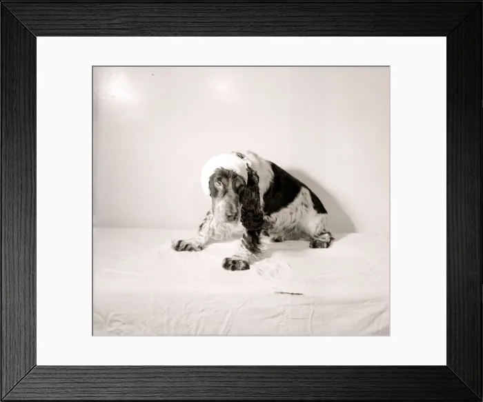 Framed Print : Injured dog with bandages, 1956 Framed Print : Injured dog with bandages, 1956