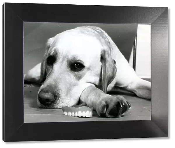 Jason the labrador dog lying next to his owners set of false teeth June 1979