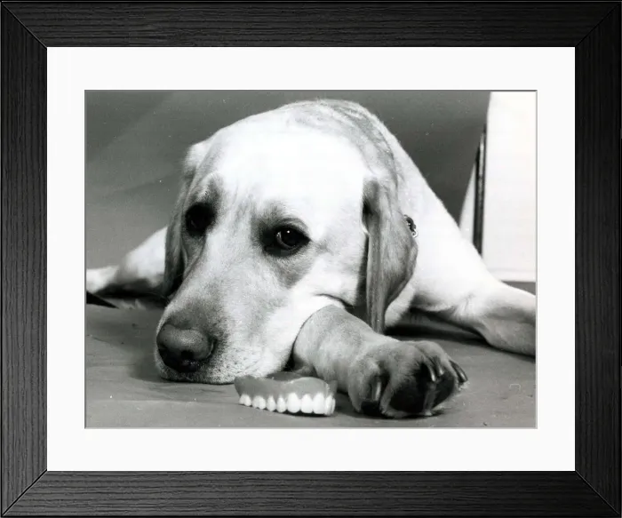 Framed Print : Jason the labrador dog lying next to his owners set of false teeth June 1979 Framed Print : Jason the labrador dog lying next to his owners set of false teeth June 1979
