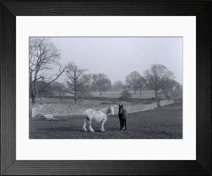 Framed Print : A horses grazing in a paddock in a farm in the Hertfordshire countryside with Framed Print : A horses grazing in a paddock in a farm in the Hertfordshire countryside with