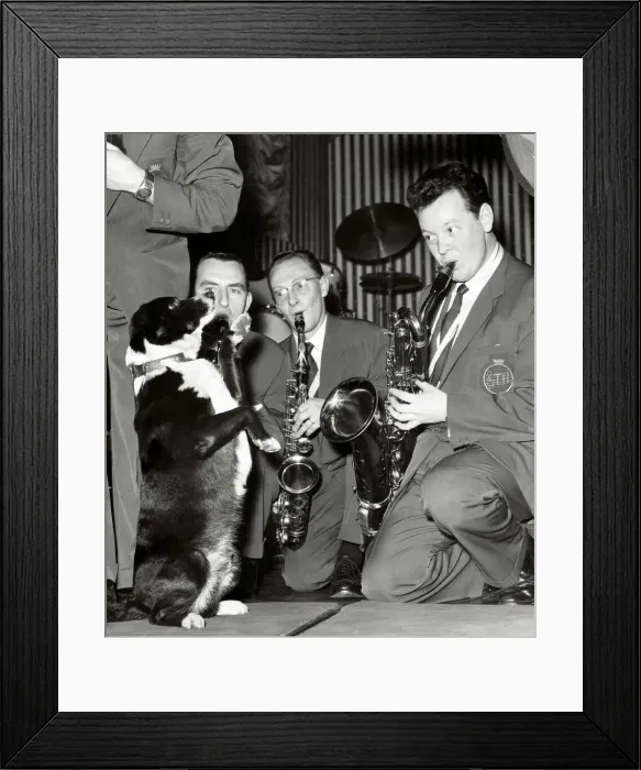 Framed Print : Timothy a four year old mongrel dog is the mascot of The Ted Heath Band Framed Print : Timothy a four year old mongrel dog is the mascot of The Ted Heath Band