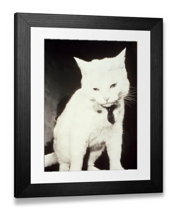Framed Print : Arthur the White Cat - October 1995 who featured in TV ads Framed Print : Arthur the White Cat - October 1995 who featured in TV ads