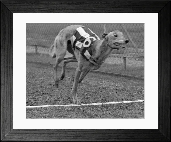 Framed Print : Greyhound Halfpenny Whistle crossing the finishing line whilst in training at Birmingham Framed Print : Greyhound Halfpenny Whistle crossing the finishing line whilst in training at Birmingham