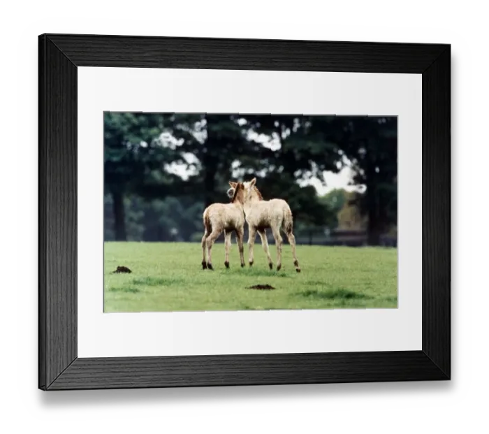 Framed Print : Przewalskis Foals at Chipsnade Wild Animal Park kissing loving animal