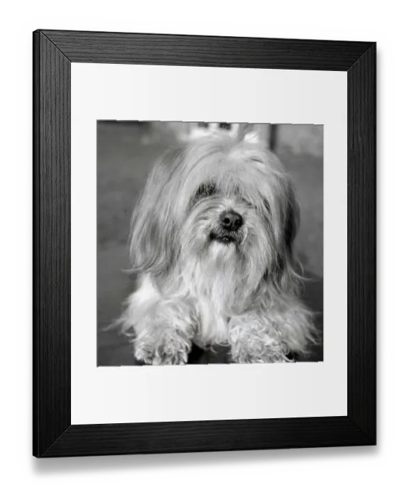 Framed Print : Apso a Tibetan breed of dog Animal small little sweet tiny lap dog February
