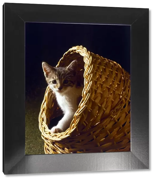 Kitten in a basket Animal Cats A©Mirrorpix