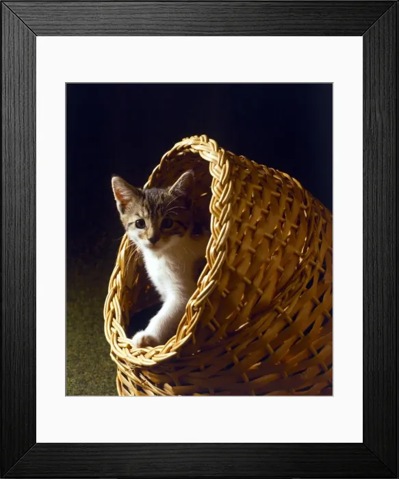Framed Print : Kitten in a basket Animal Cats A©Mirrorpix